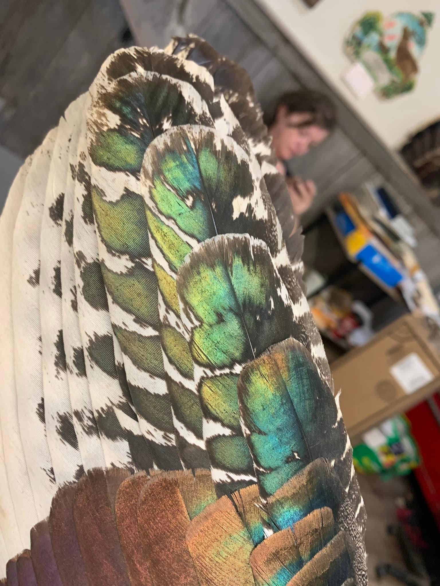 Ocellated Turkey Feathers