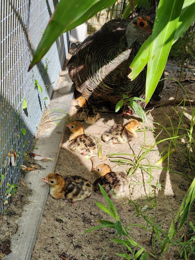 Ocellated Turkey Chicks