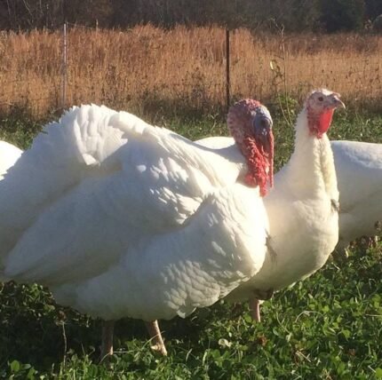 Broad breasted turkeys