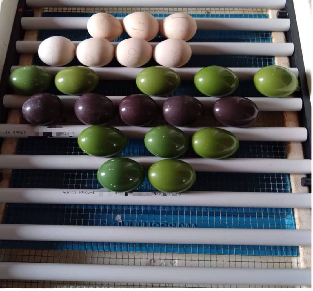 IMG-20250429-WA0047 Tinamous eggs - Image 1