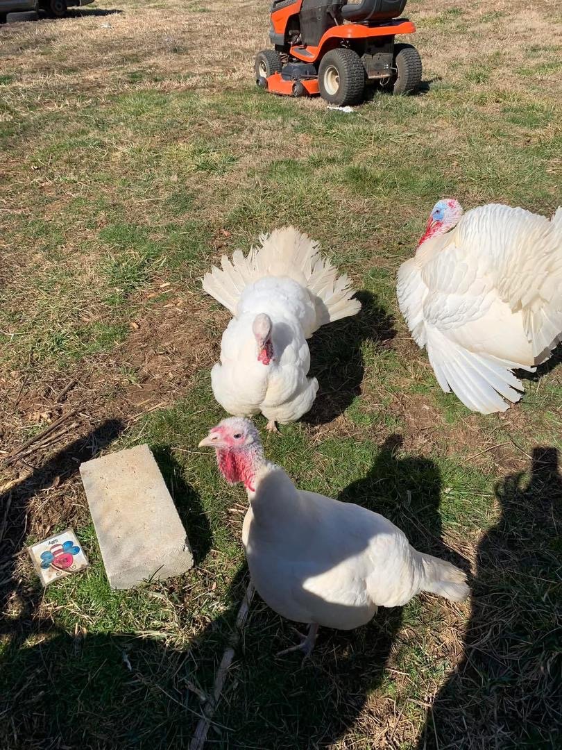 476a923e-d19e-47ed-b499-fc3d8a5afeb7 Midget White Turkey - Image 1