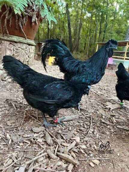 Ayam Cemani