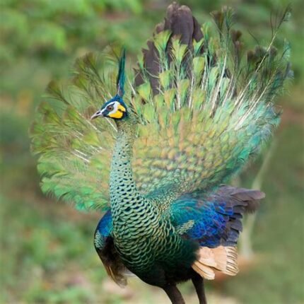 Java Green Pwafowl