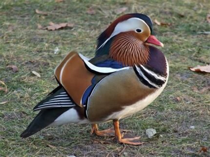 Mandarin Duck Pair