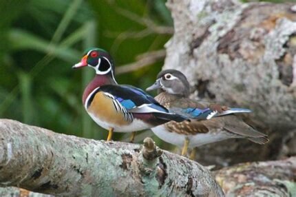Wood Duck Pair